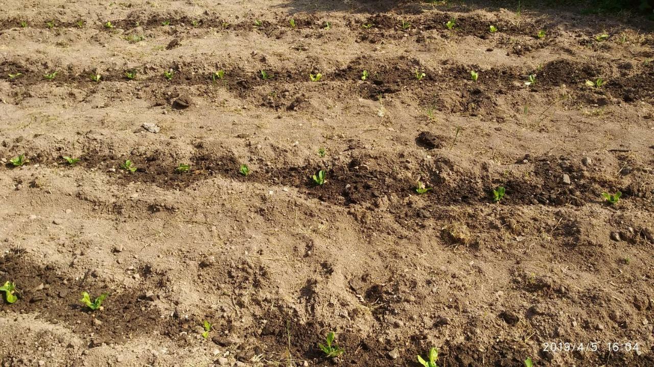 Ktima Kiourelioti Villa Skala Sykamineas Ngoại thất bức ảnh
